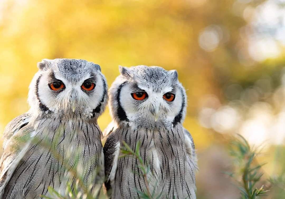 Owls at Lyrath Estate's Hawkeye School of Falconry