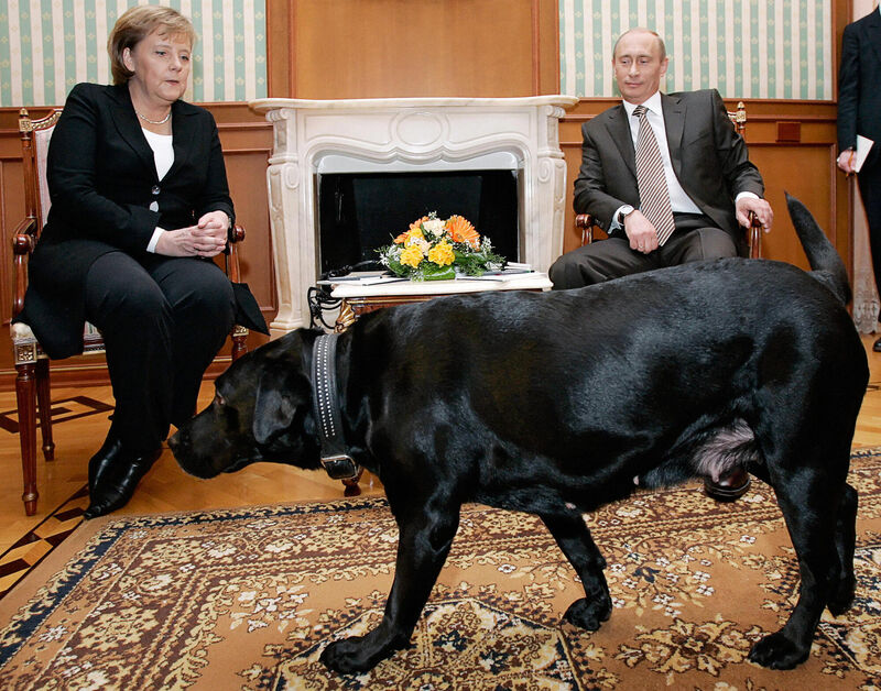 After Merkel became chancellor, Putin subjected her to various KGB techniques to test her mettle. Knowing her fear of dogs, he unleashed his large black Labrador near her at a 2007 meeting. Merkel did not flinch. After Merkel became chancellor, Putin subjected her to various KGB techniques to test her mettle. Knowing her fear of dogs, he unleashed his large black Labrador near her at a 2007 meeting. Merkel did not flinch.