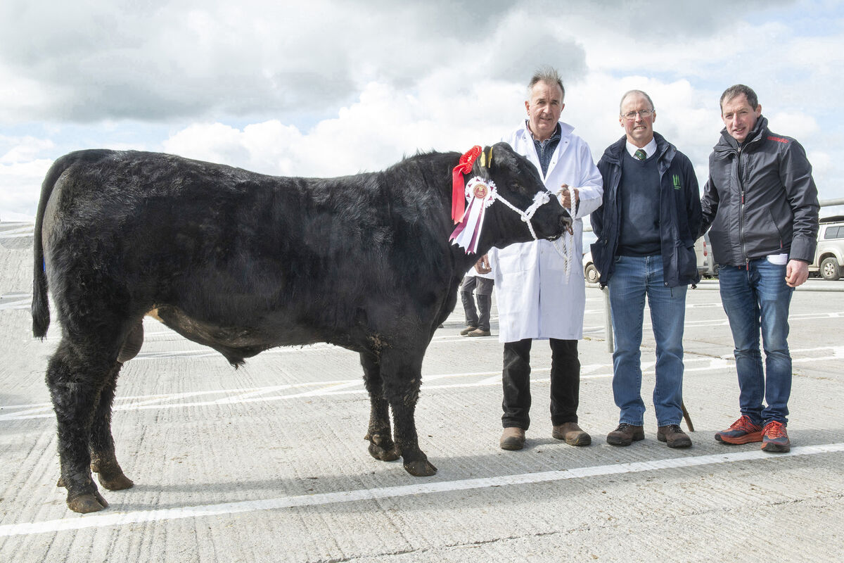 The reserve champion 'Beryl Tommyboy' that sold for €3,000 with owner Ger Hogan, Kilfeacle, Co Tipperary, judge Robert Shannon, Ballinascarthy, and Michael Dullea, Branch Chairman. Picture: O'Gorman Photography The reserve champion 'Beryl Tommyboy' that sold for €3,000 with owner Ger Hogan, Kilfeacle, Co Tipperary, judge Robert Shannon, Ballinascarthy, and Michael Dullea, Branch Chairman. Picture: O'Gorman Photography