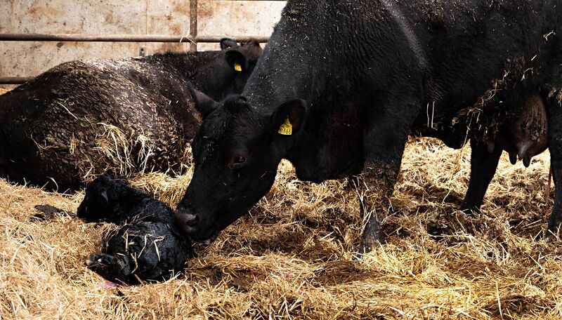 First moments of life for a new-born Angus calf on the farm. Picture: Bob Morrison