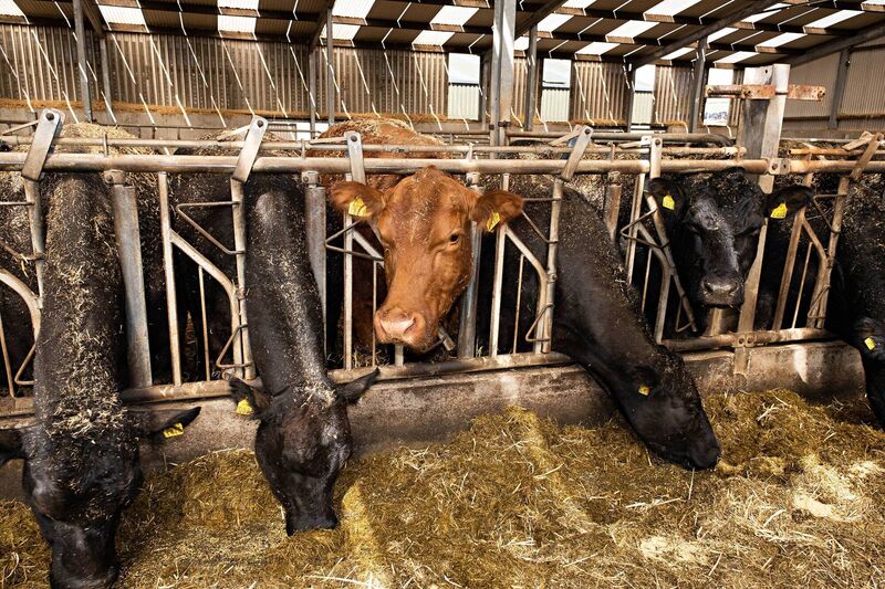 Cattle at Michael O'Leary's Westmeath farm. Photo: Bob Morrison