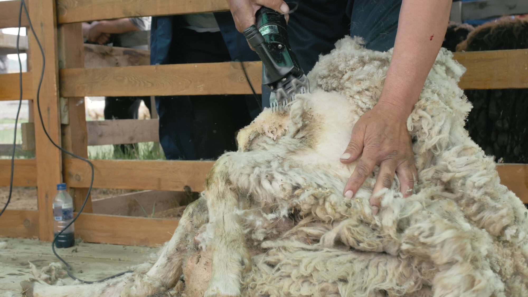 Wool research ‘critical’ for ensuring sheep farmers’ viability