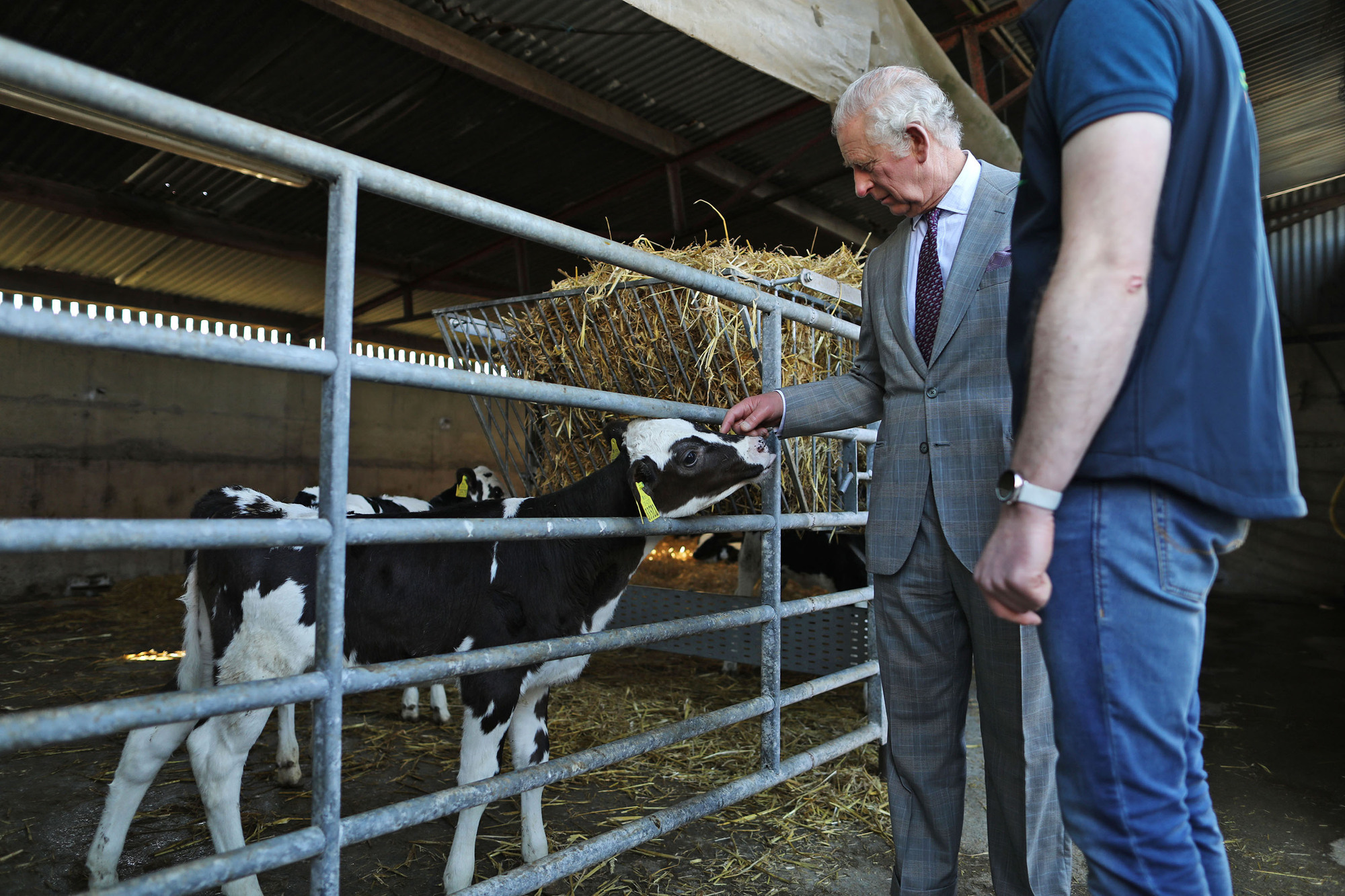 Prince Charles at the calving shed on Shane Fitzgerald’s farm in March. Picture: Julien Behal