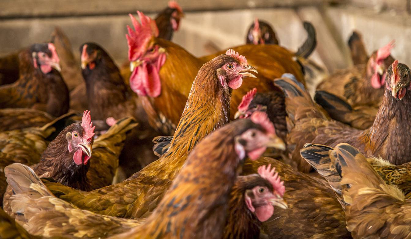 Poultry farmers face a new threat after bird flu