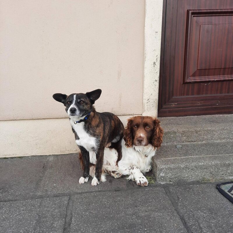 Margaret O'Sullivan in Kerry wrote about her two dogs, Hunter and Roxy. Margaret O'Sullivan in Kerry wrote about her two dogs, Hunter and Roxy.