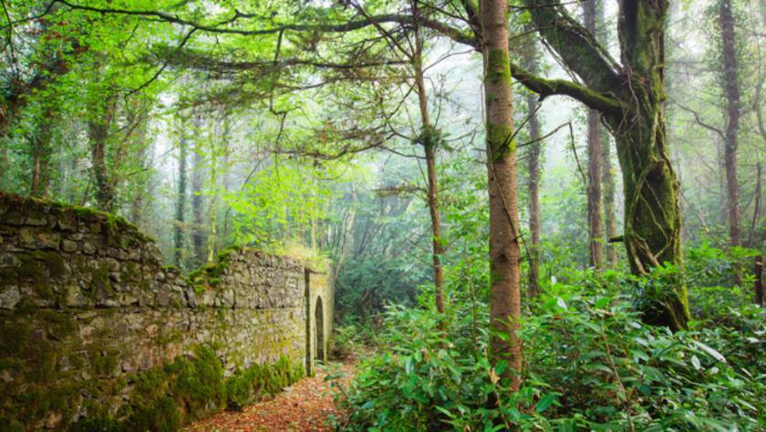 Take cover: Five woodland walks that offer some shelter from the rain