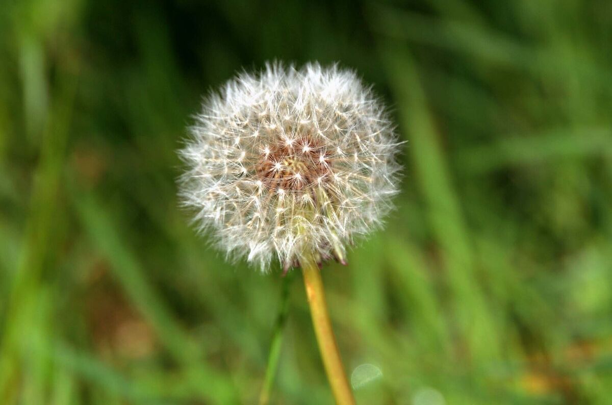 A dandelion in the spring sunshine. Picture: Denis Minihane.