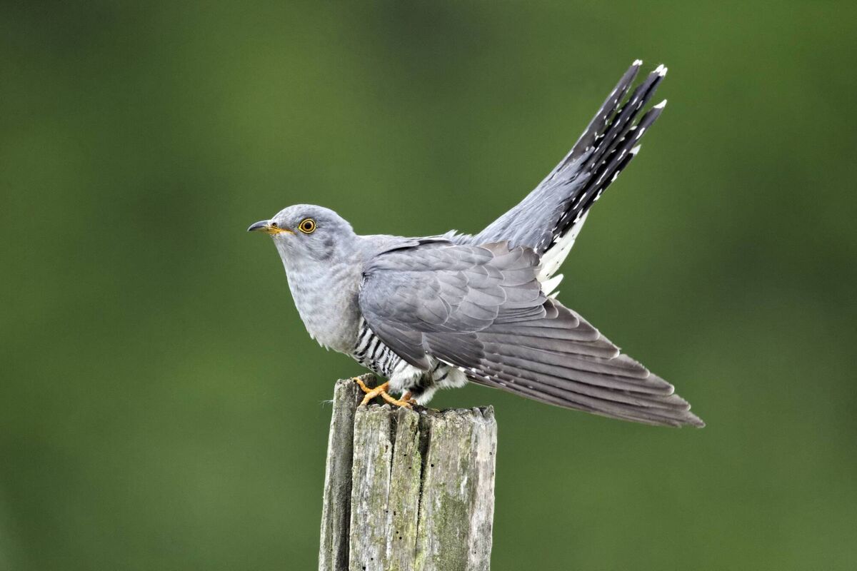 Will cuckoos still be singing over Irish fields in 2122? Will cuckoos still be singing over Irish fields in 2122?