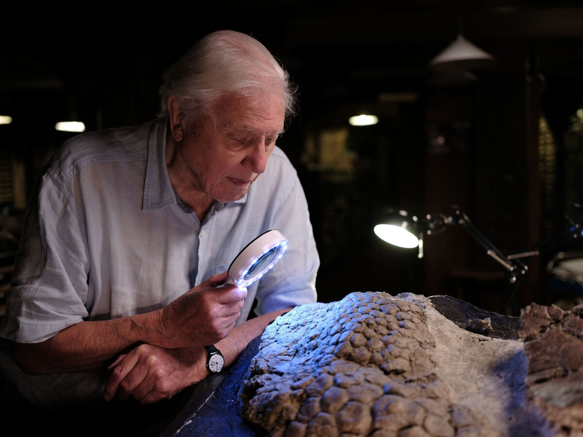 David Attenborough looking at fossilised Triceratops skin through a magnifying glass David Attenborough looking at fossilised Triceratops skin through a magnifying glass