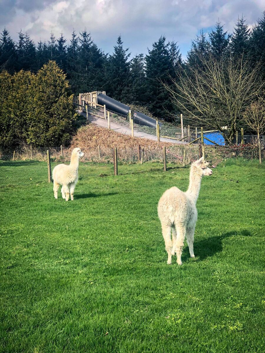 Leahy's Open Farm, Cork: Alpaca my things!