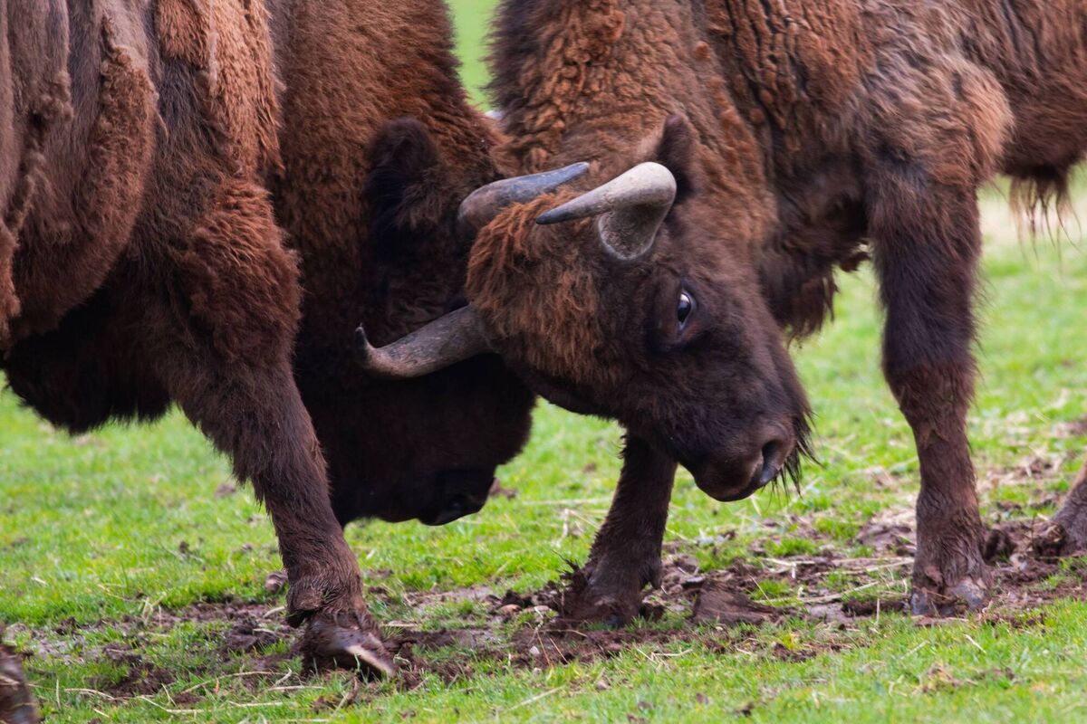 Fota Wildlife Park, Cork: wildlife like bison are among the fun and games