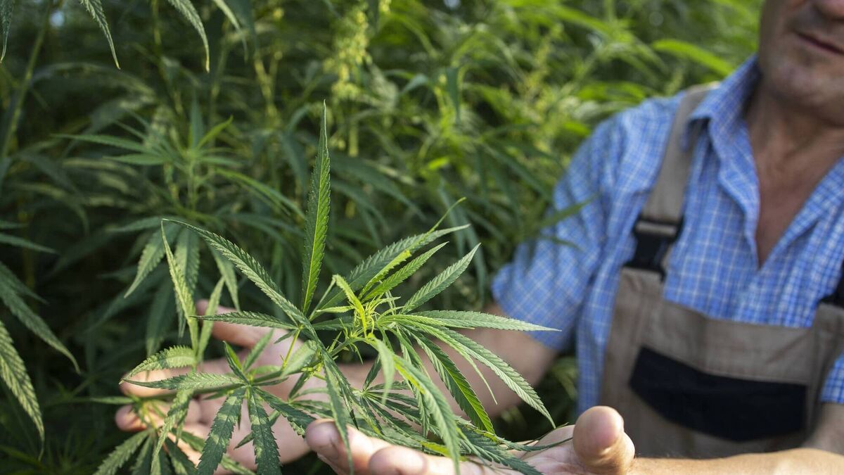 Ireland needs to 'grow up' over stigma towards hemp industry - Vimarsana News