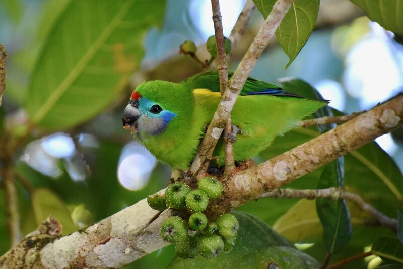 A fig parrot in Papua New Guinea is lucky to reach the age of two.
