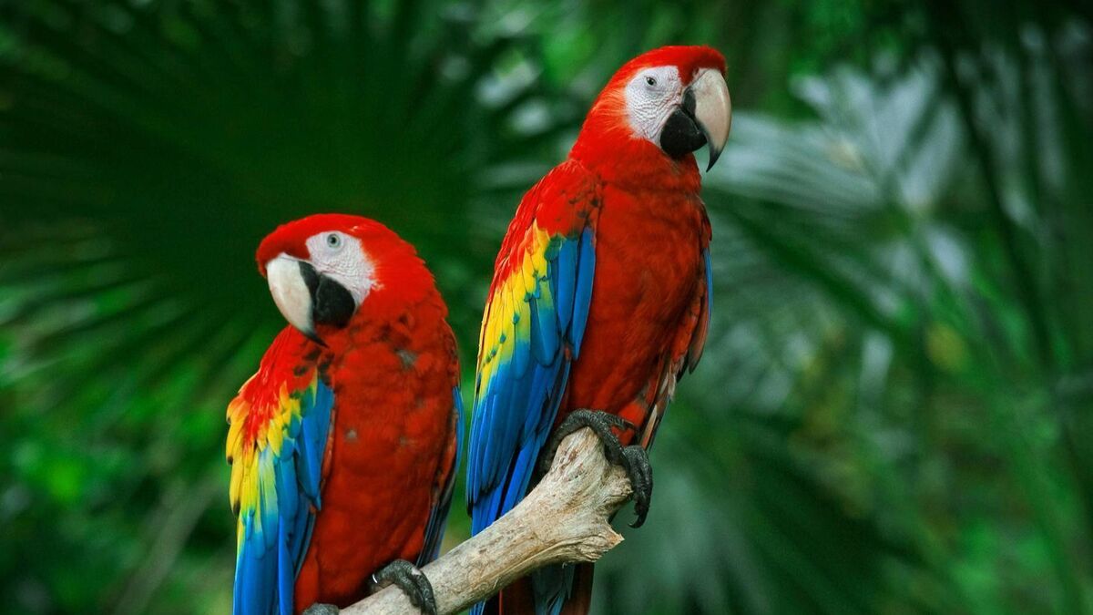 Richard Collins: Do parrots live longer because they are intelligent? - Vimarsana News