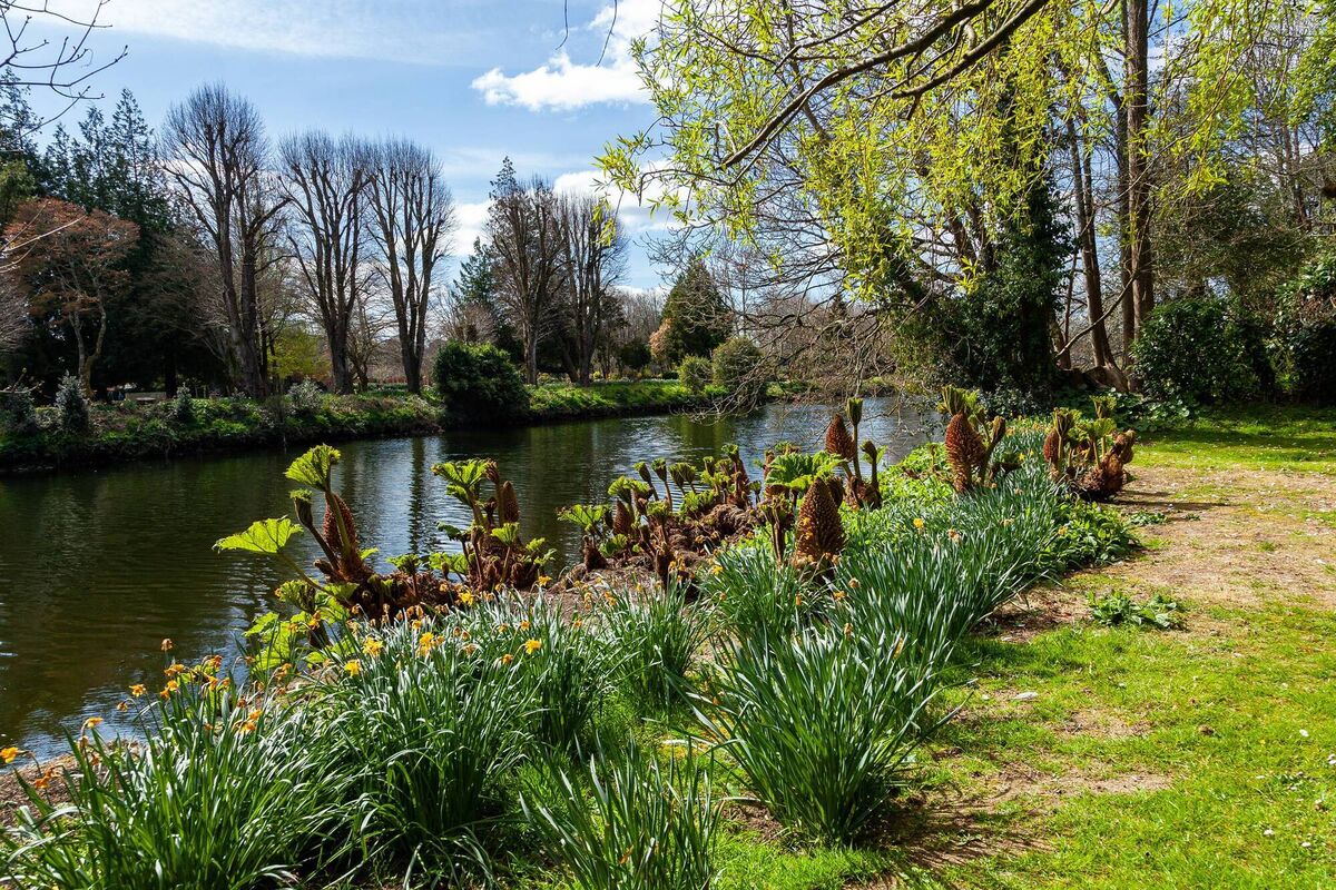 Gunnera at the river Lee boundary