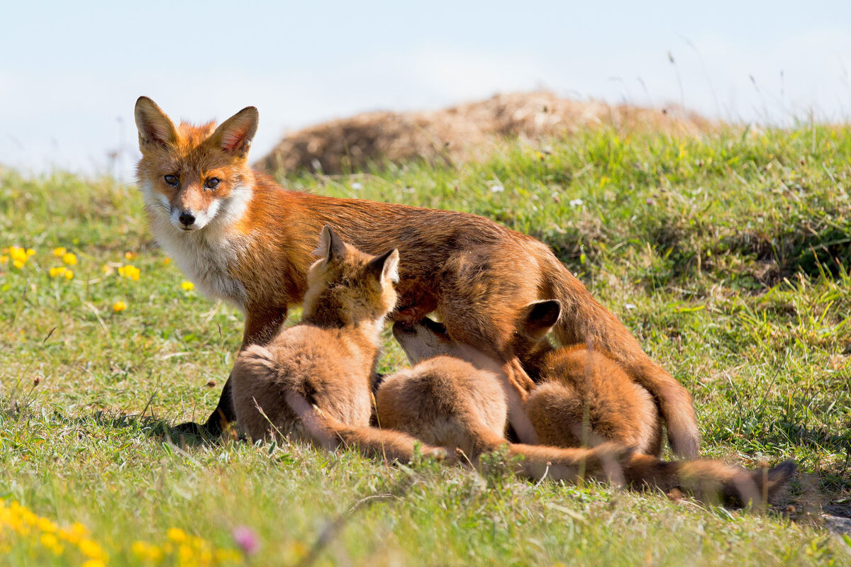 A vixen with her three fox cubs on Sherkin Island, Co. Cork. Picture: Robbie Murphy/Provision