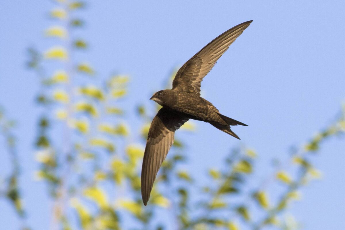 Common swift 