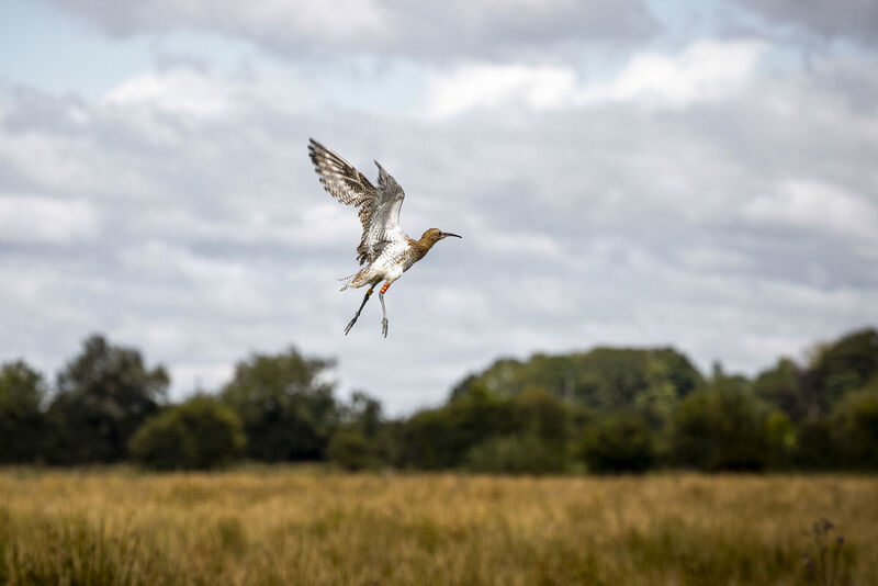 Over the past 50 years, curlews here have lost almost all of their viable breeding habitat Over the past 50 years, curlews here have lost almost all of their viable breeding habitat