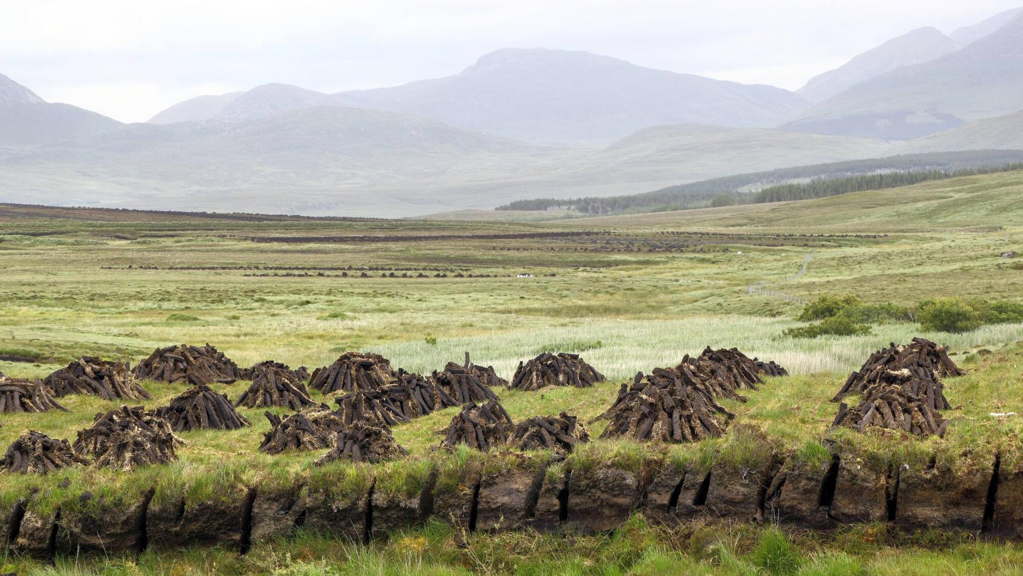 Anja Murray: Peat bogs are so much more than just a source of fuel