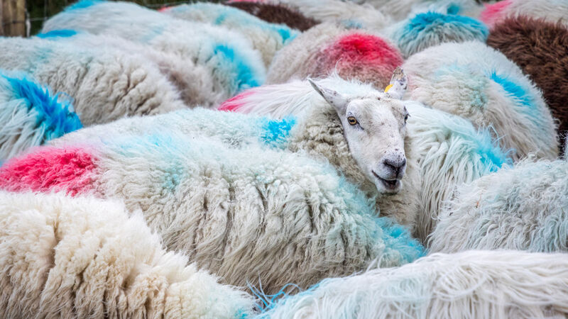 Lamb prices hold still with no Easter 'bonus' offered at factories