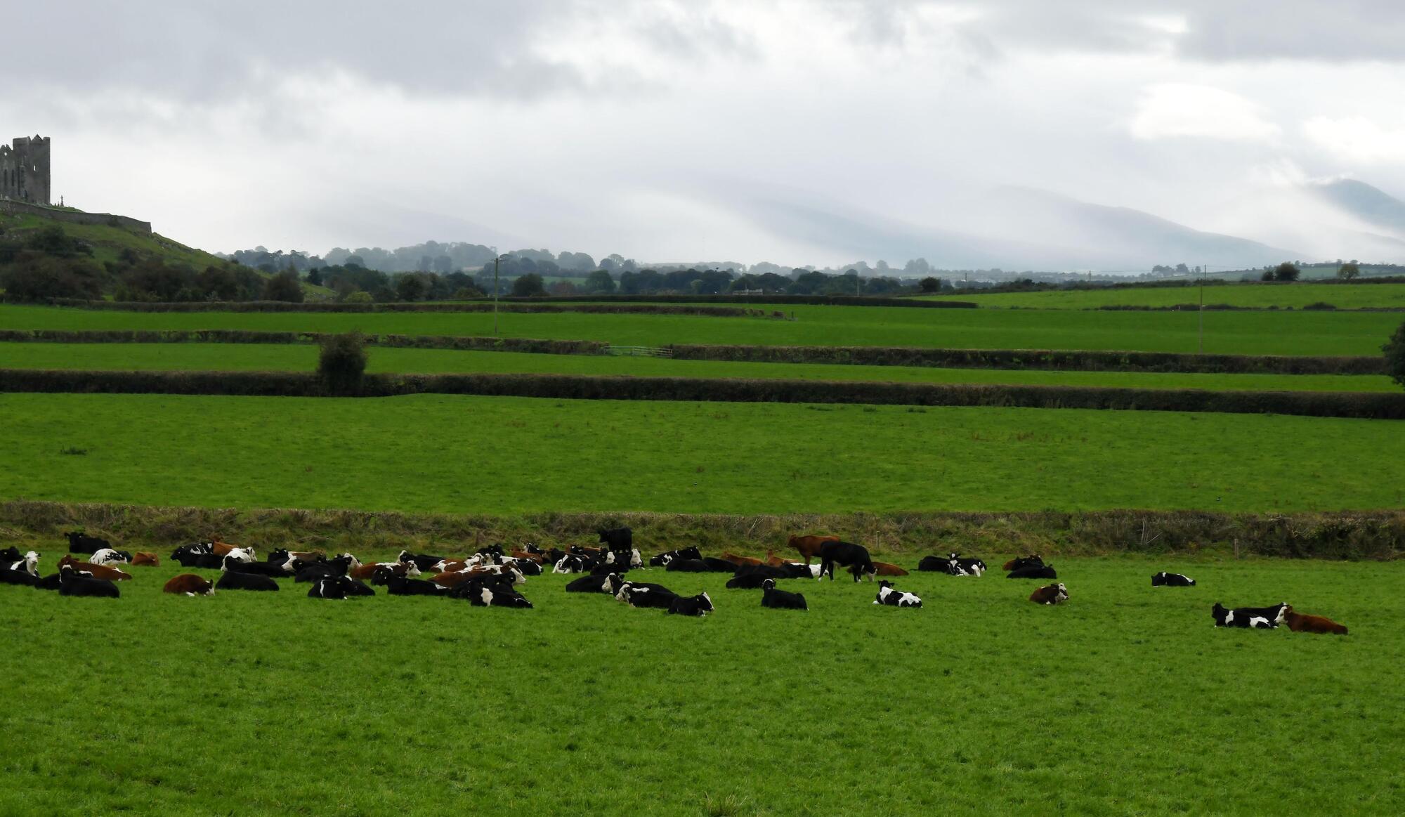 150-cow farms to be included in proposed EU Emissions Directive