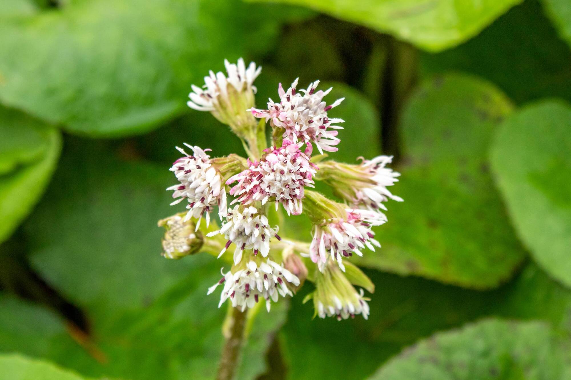 Peter Dowdall: How to control winter heliotrope and other invasive plants 
