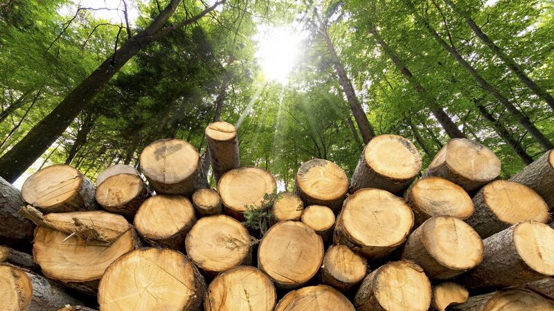 Coillte unveils plan for 100,000 hectares of new forests by 2050 Coillte unveils plan for 100,000 hectares of new forests by 2050