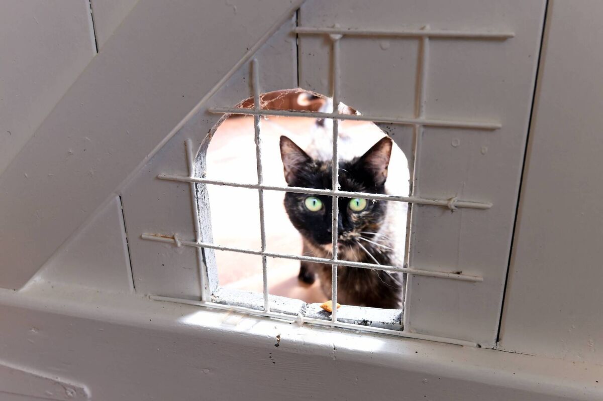 Did someone mention chickens?