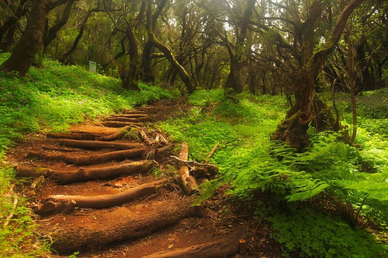 Footpath in the rainforest in Garajonay national park, La Gomera, Canary Islands, Spain Footpath in the rainforest in Garajonay national park, La Gomera, Canary Islands, Spain