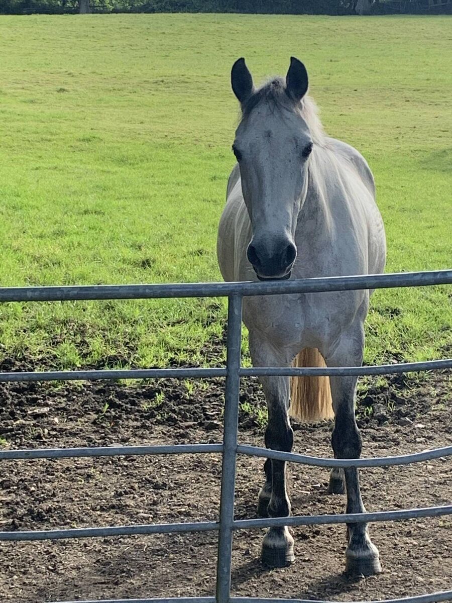 The Connemara is native to Ireland.