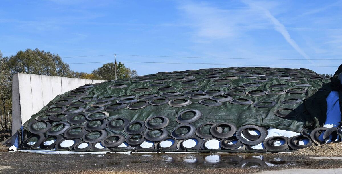 Old tyres help weigh silage grass down. 