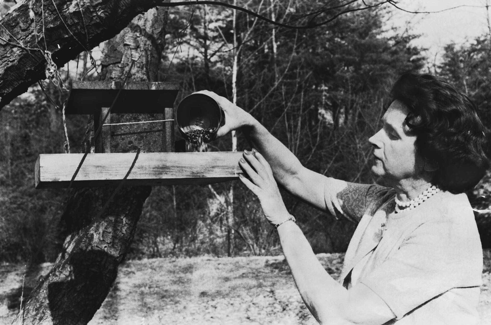 Fergus Finlay: Rachel Carson still has much to teach us — before it's too late