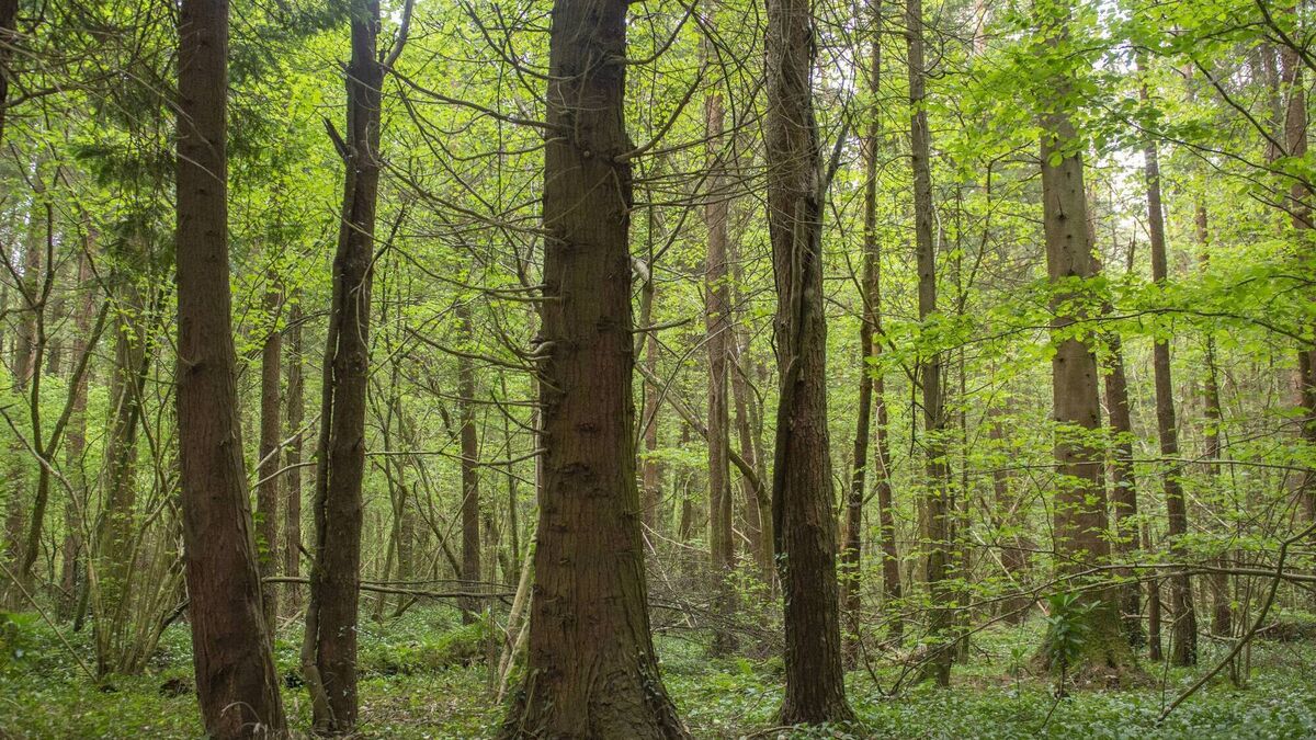 Forestry 'falsely inflating' farmland prices contributes to rural decline - Vimarsana News