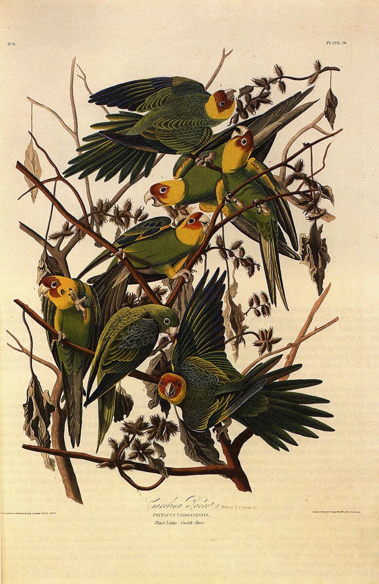 This is Plate 26 from an original subscriber's set of John James Audubon illustrated book 'The Birds of America,' published 1827-1838. 