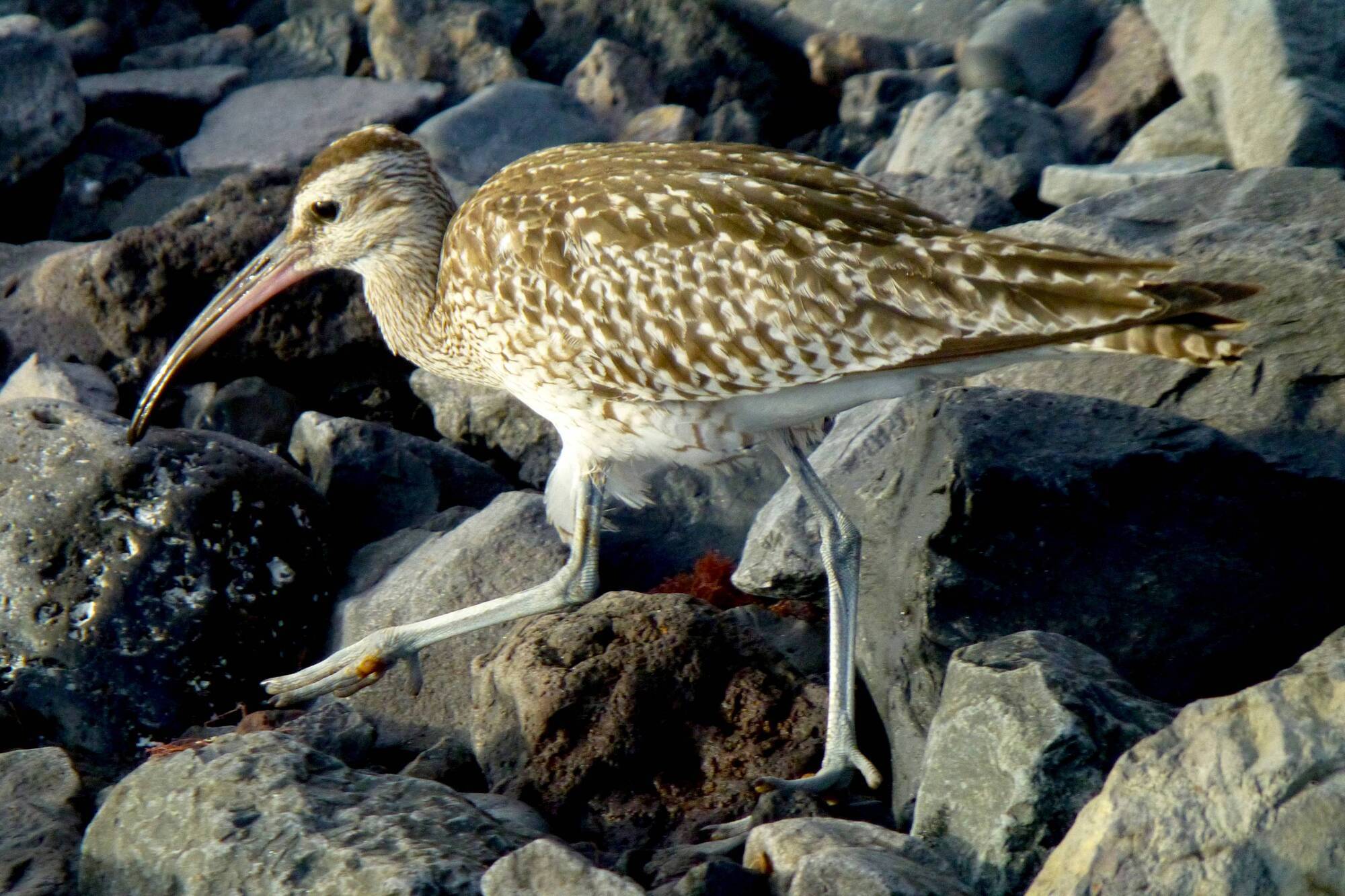 A young whimbrel on migration from Arctic or Icelandic breeding grounds to Africa. 