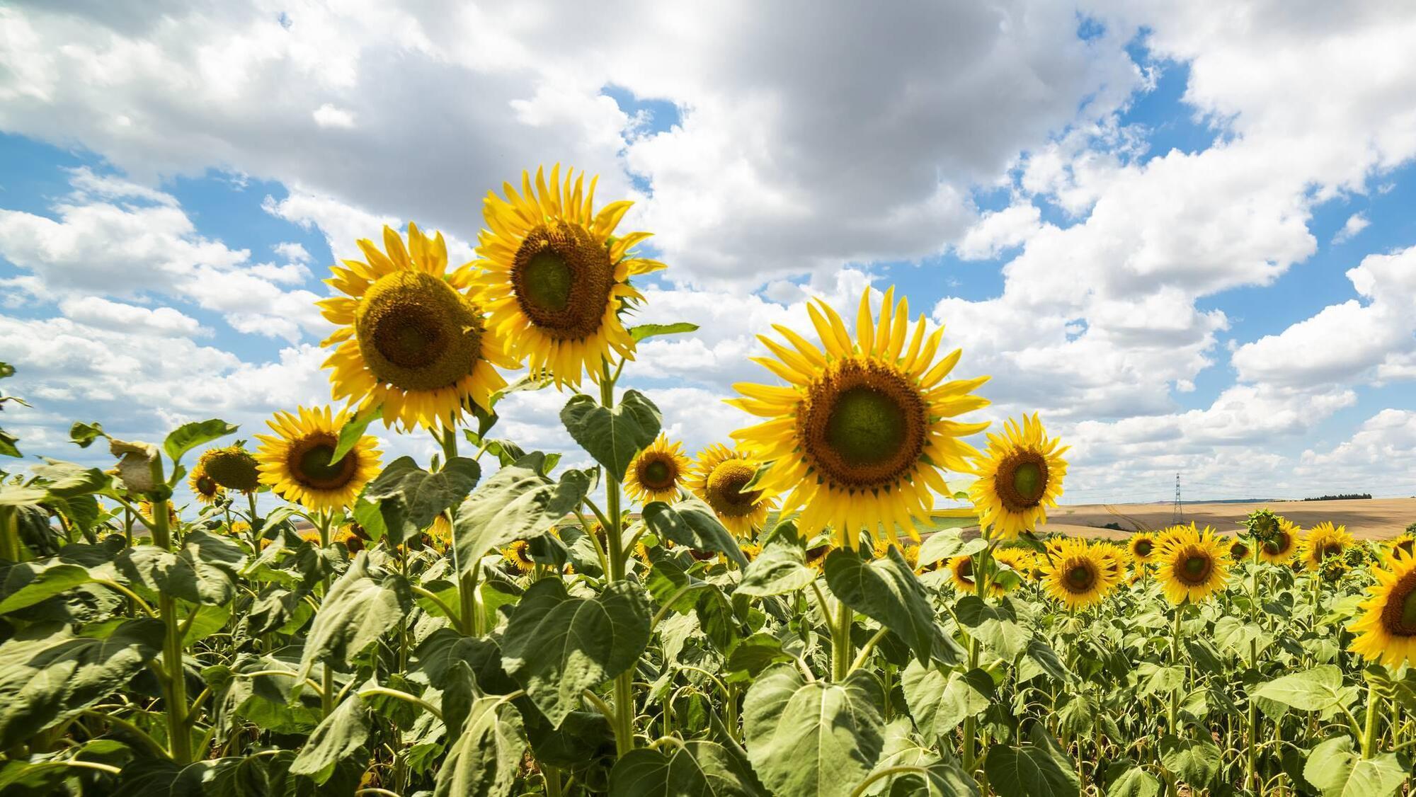 Garden Q&A: What is the Irish Sunflowers for Ukraine project?