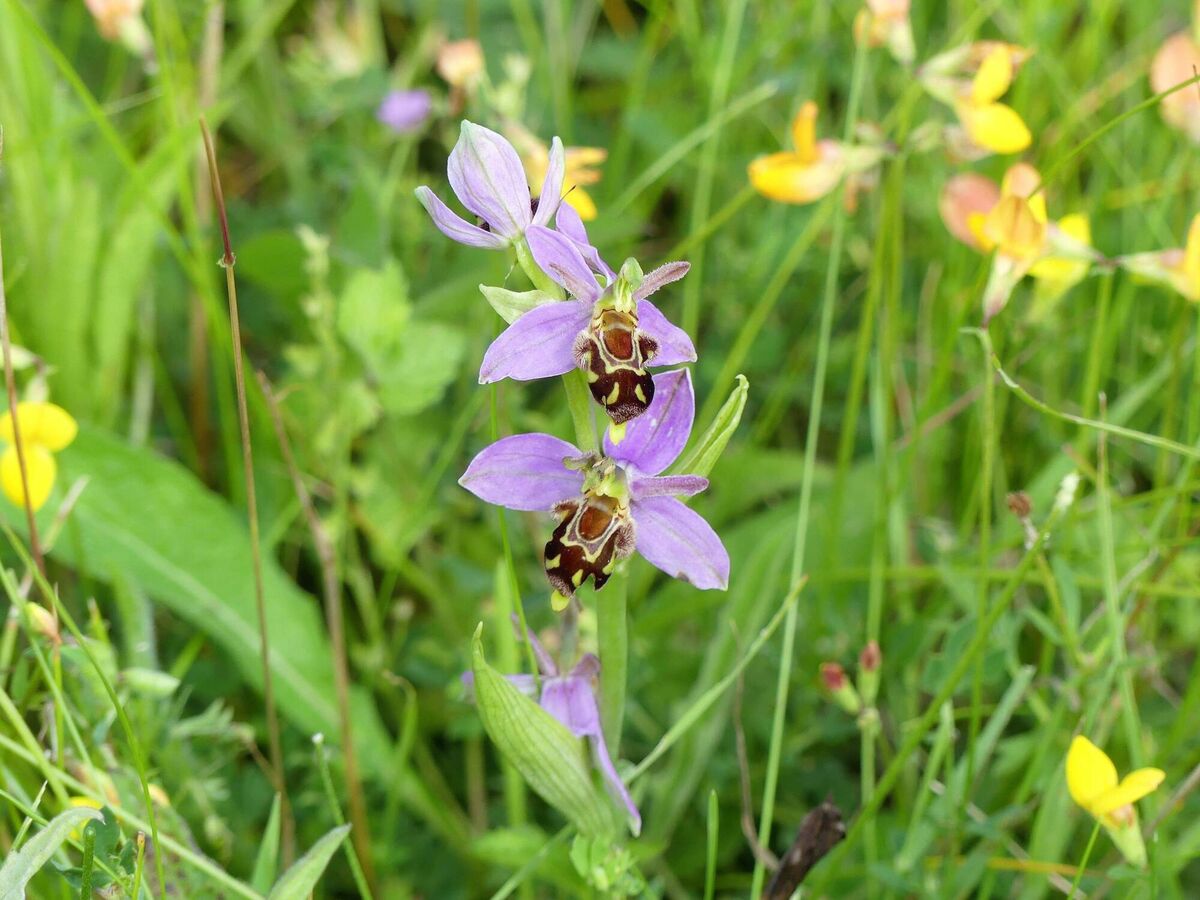 A bee orchid