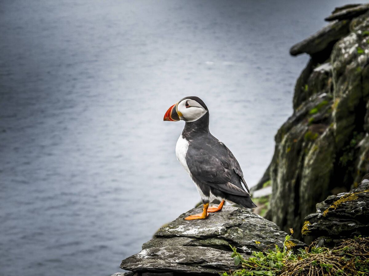 A puffin on Skellig Michael A puffin on Skellig Michael
