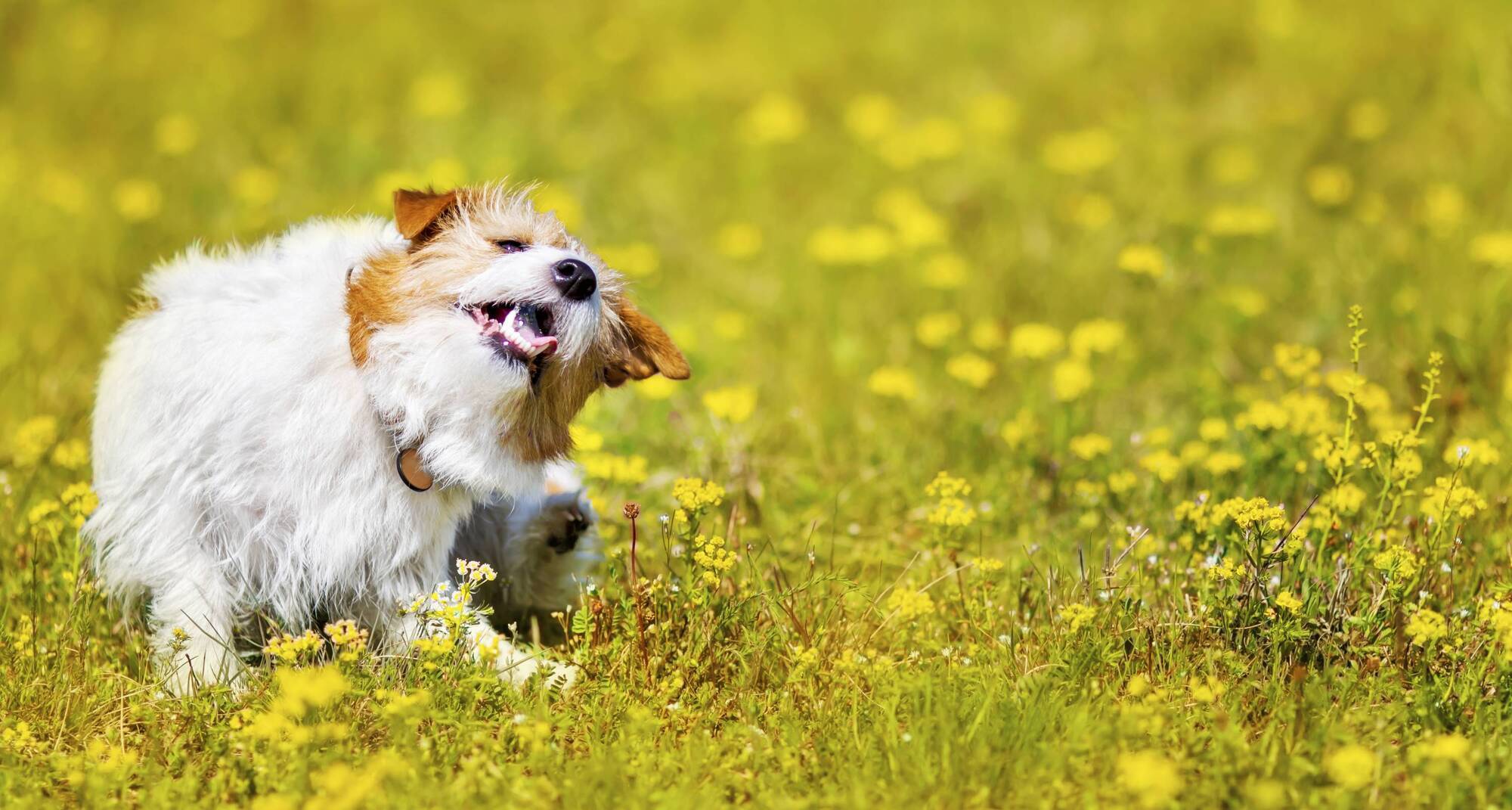 Pete the Vet: How to protect your pet from fleas and ticks 