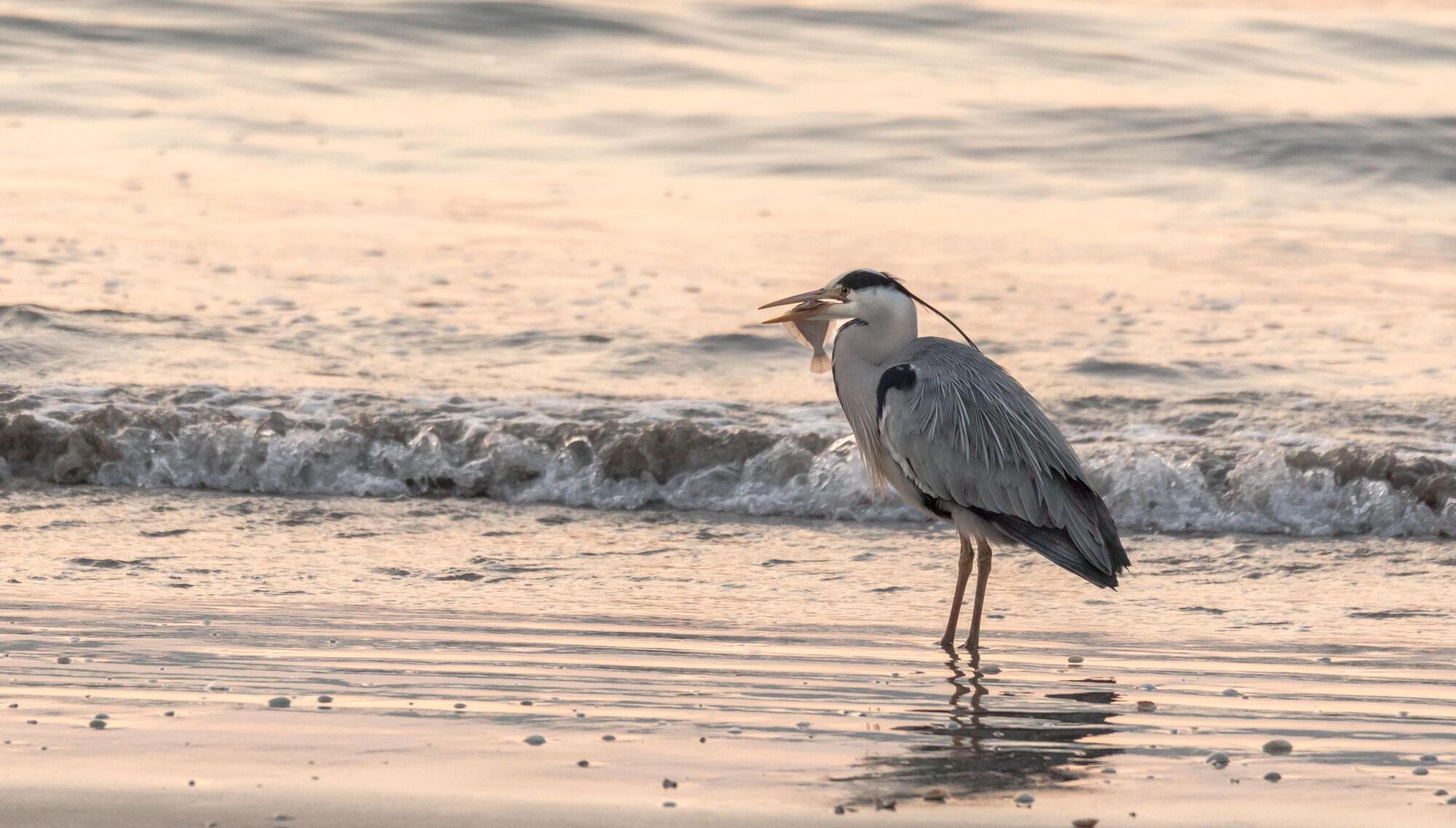 A grey heron with the catch of the day on the shore at Loughbeg, Ringaskiddy, Co. Cork. Picture: David Creedon