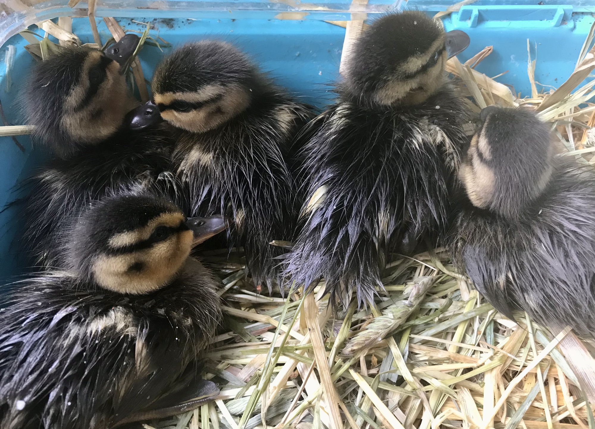Ducklings rescued from drain in Wales as officers lure them out by playing duck sounds