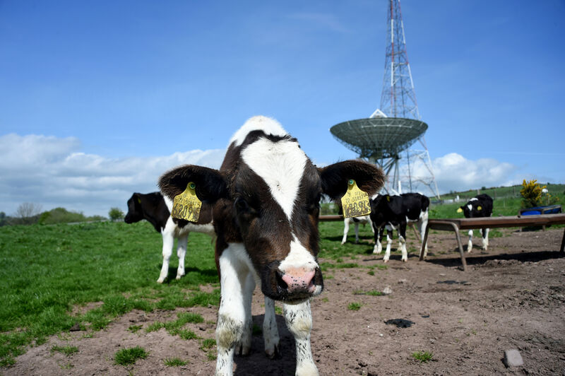  Bright sunshine and dry weather- Cattle in a field beside the National Space Centre at Elfordstown, Midleton Co Cork.