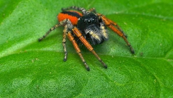 Jumping spider sighting in Dublin believed to be first in Ireland