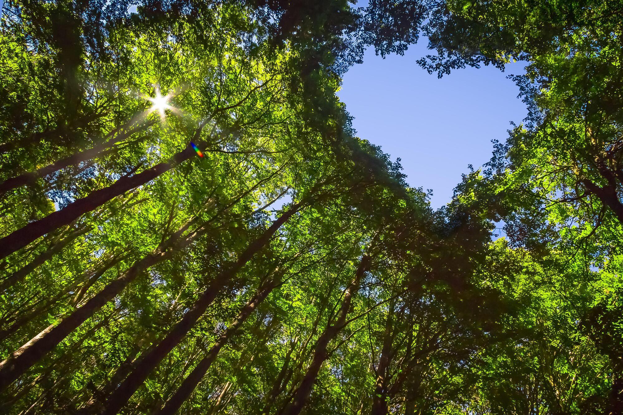 Comment: Thriving ecosystems will improve human as well as planetary health