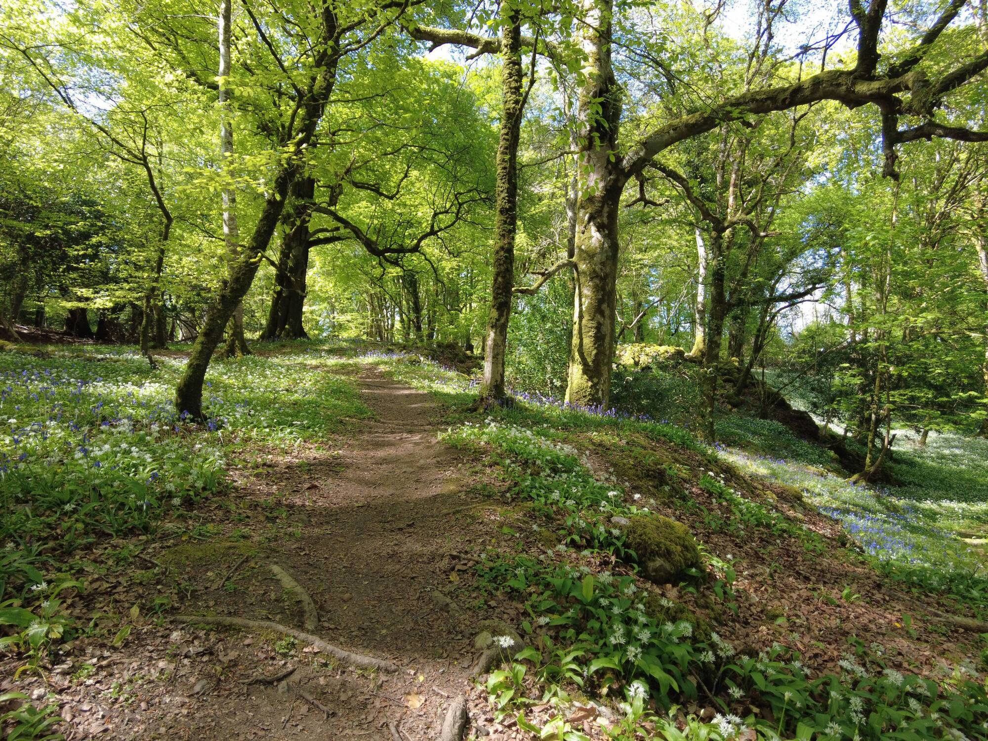 'Dismayed' Killarney residents object to large-scale housing plans 