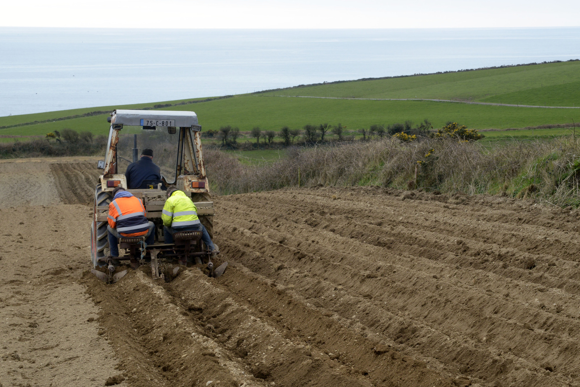Potato growers urged to order seed now for 2023 — or take a 'huge risk'