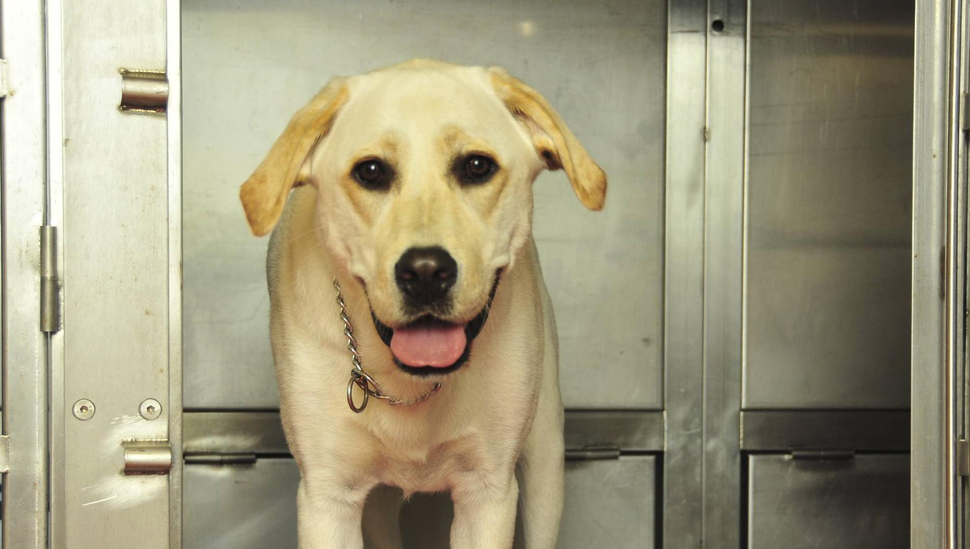 State struggling to accommodate the pets of Ukrainian refugees