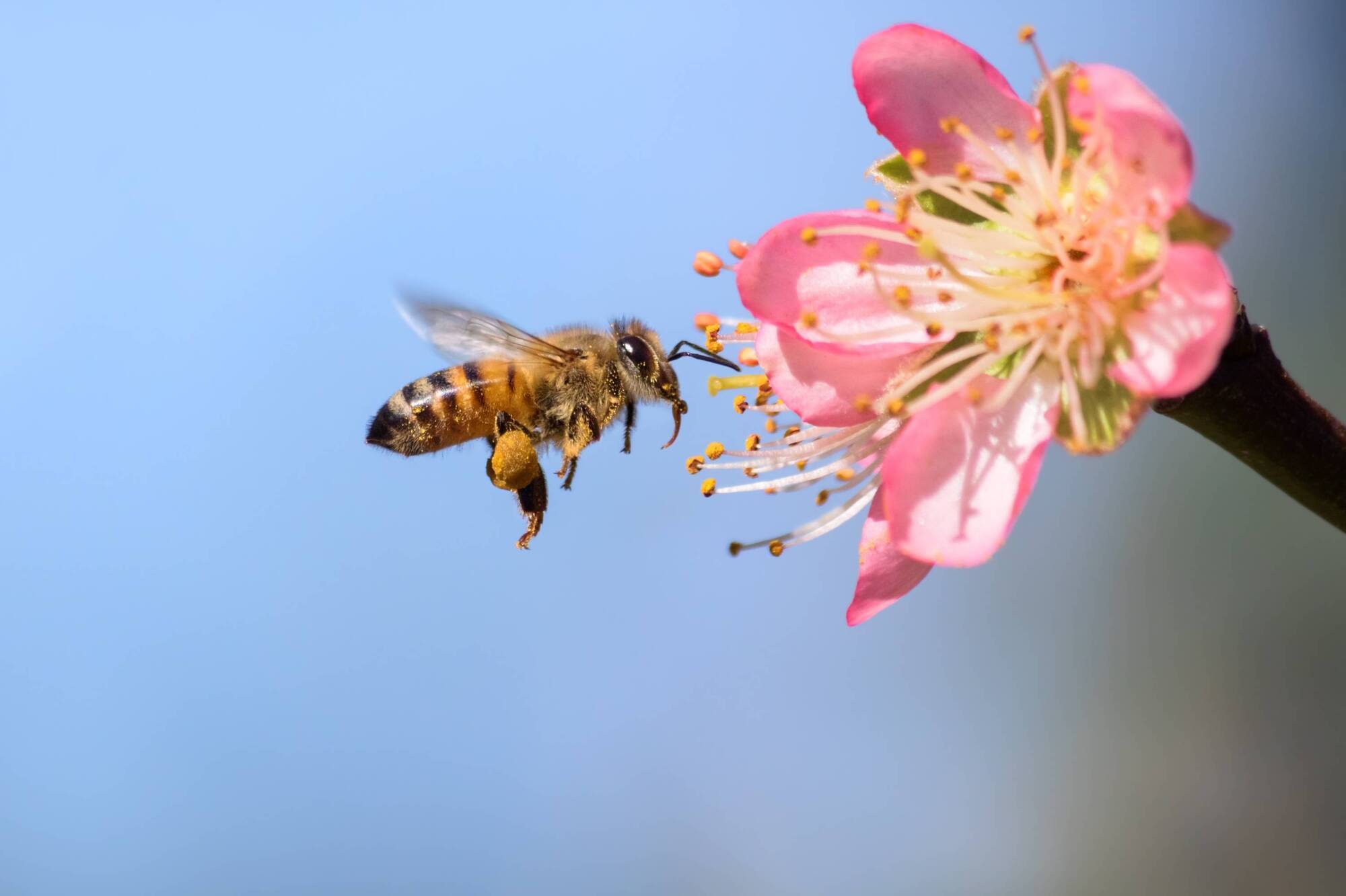 The Menu: Ask the biodiversity experts, buy local Irish honey and enter a photo competition