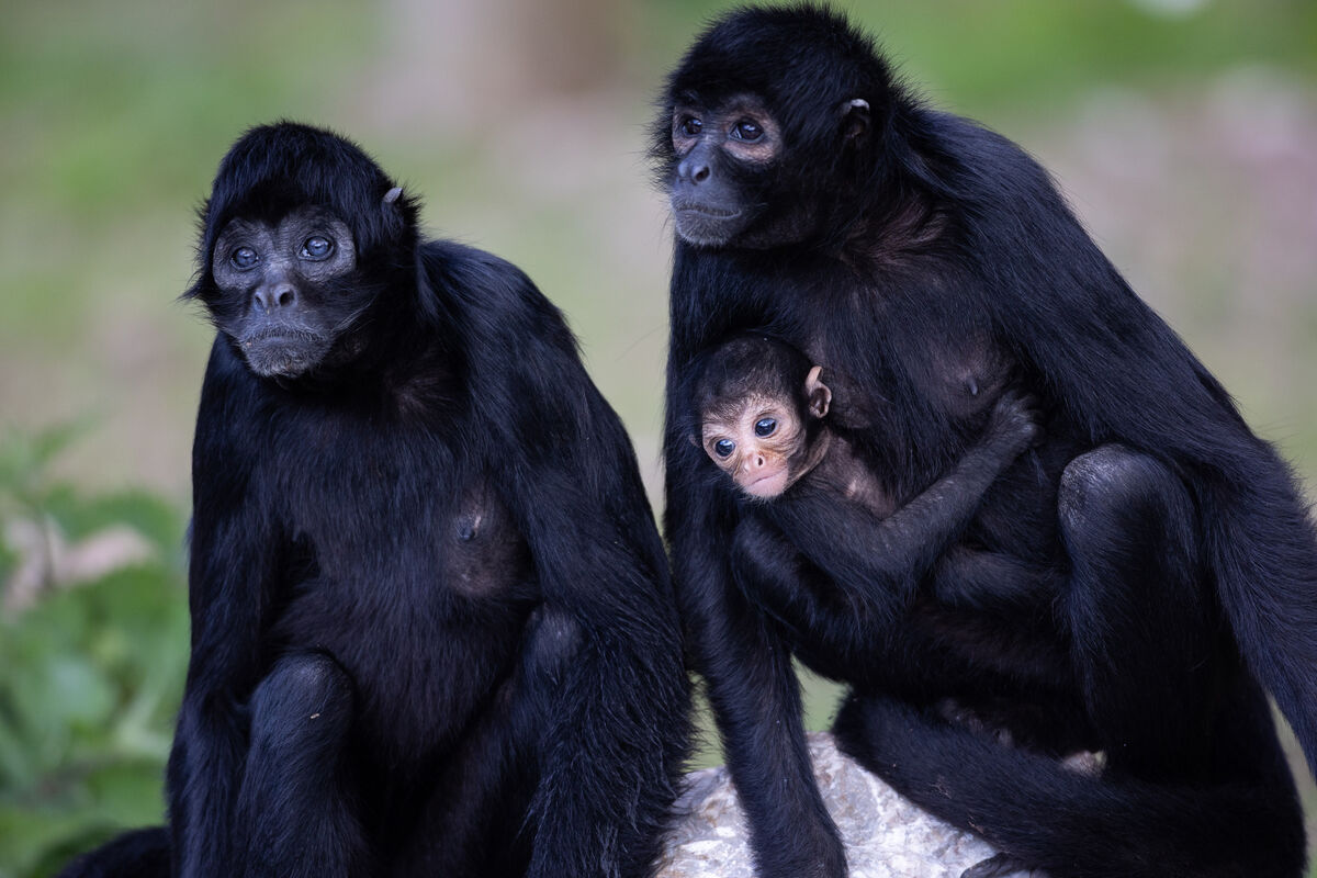 The newborn with parents Pinky and Norma. Picture: Darragh Kane