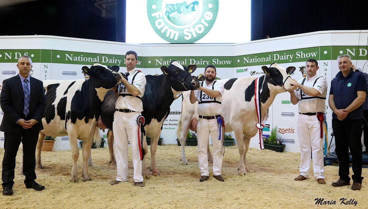 Mountcarmel Atwood Laurie (pictured centre with handler Stephen McLoughlin), owned by Thomas Storan, picked up Honorable Mention at the National Dairy Show at Millstreet in 2017. Mountcarmel Atwood Laurie (pictured centre with handler Stephen McLoughlin), owned by Thomas Storan, picked up Honorable Mention at the National Dairy Show at Millstreet in 2017.